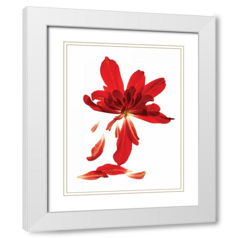 Begonia Array White Modern Wood Framed Art Print with Double Matting by McLemore, Julia