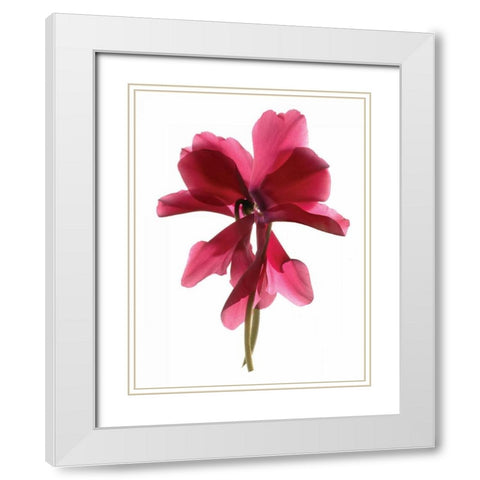 Cyclamen Dance White Modern Wood Framed Art Print with Double Matting by McLemore, Julia