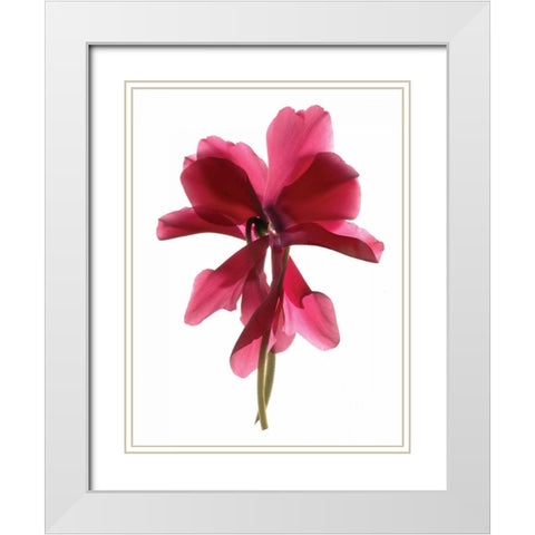 Cyclamen Dance White Modern Wood Framed Art Print with Double Matting by McLemore, Julia