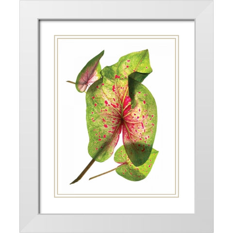 Calladium Float White Modern Wood Framed Art Print with Double Matting by McLemore, Julia