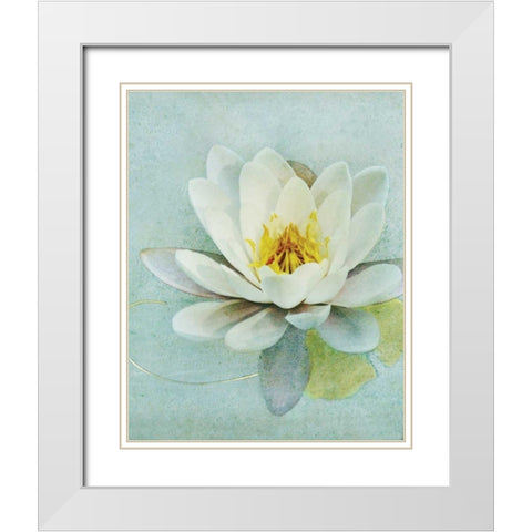 Pond Lily White Modern Wood Framed Art Print with Double Matting by Melious, Amy