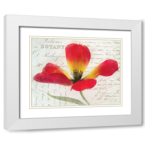 Bloom II White Modern Wood Framed Art Print with Double Matting by Melious, Amy