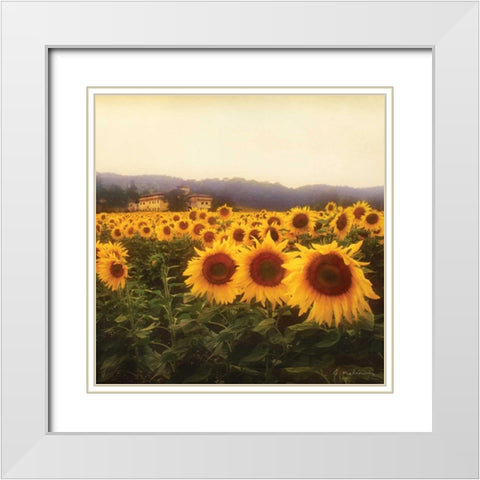 Tuscan Sunflowers White Modern Wood Framed Art Print with Double Matting by Melious, Amy