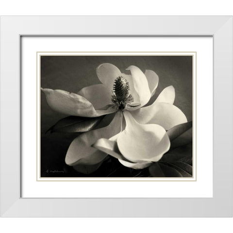 Magnolia Bloom White Modern Wood Framed Art Print with Double Matting by Melious, Amy