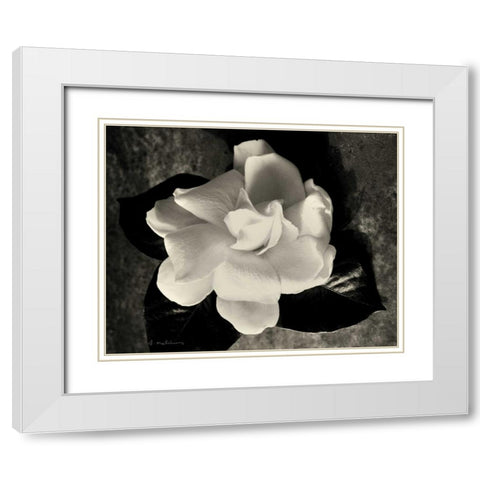 Gardenia Bloom White Modern Wood Framed Art Print with Double Matting by Melious, Amy