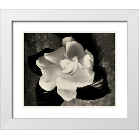 Gardenia Bloom White Modern Wood Framed Art Print with Double Matting by Melious, Amy