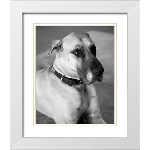 Great Dane Black and White White Modern Wood Framed Art Print with Double Matting by Millet, Karyn