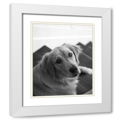 Goldie I Black and White White Modern Wood Framed Art Print with Double Matting by Millet, Karyn