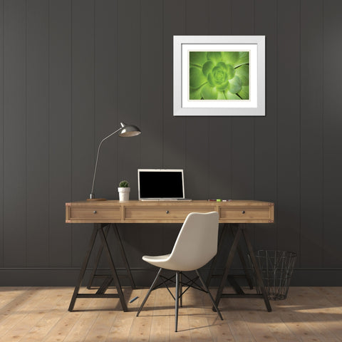 Succulent I White Modern Wood Framed Art Print with Double Matting by Millet, Karyn