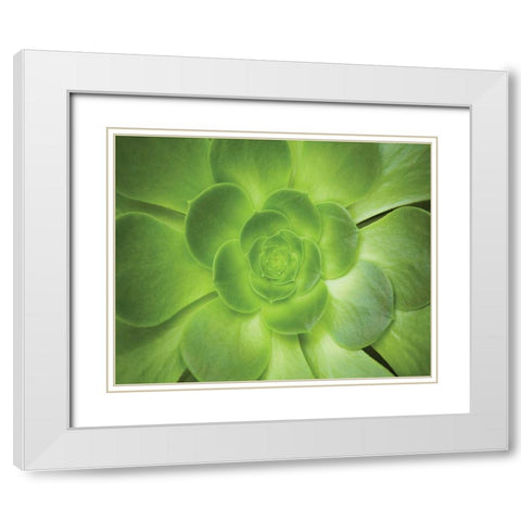 Succulent I White Modern Wood Framed Art Print with Double Matting by Millet, Karyn