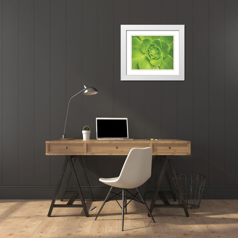 Succulent II White Modern Wood Framed Art Print with Double Matting by Millet, Karyn