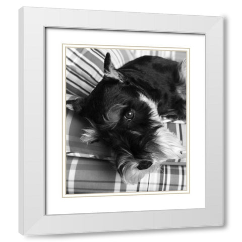 Schnauzer Black and White White Modern Wood Framed Art Print with Double Matting by Millet, Karyn