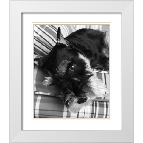 Schnauzer Black and White White Modern Wood Framed Art Print with Double Matting by Millet, Karyn