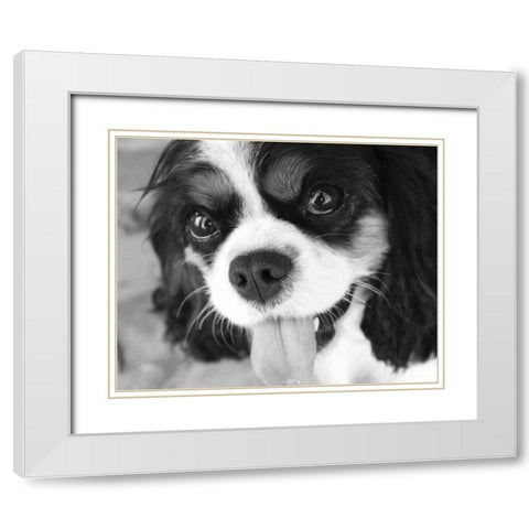 King Charles Spaniel Black and White White Modern Wood Framed Art Print with Double Matting by Millet, Karyn