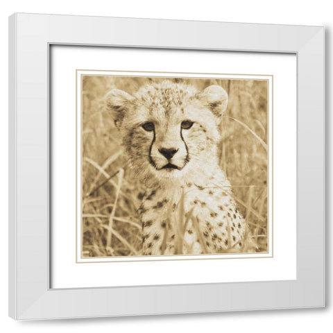 Young Cheetah White Modern Wood Framed Art Print with Double Matting by Parker, Susann