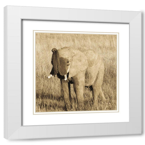 Young Elephant White Modern Wood Framed Art Print with Double Matting by Parker, Susann