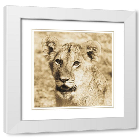 Young Lion White Modern Wood Framed Art Print with Double Matting by Parker, Susann