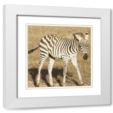 Young Zebra White Modern Wood Framed Art Print with Double Matting by Parker, Susann