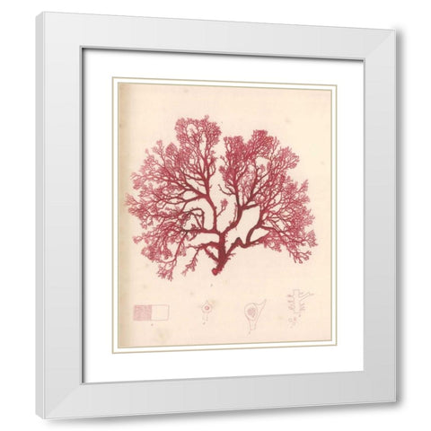 Red Botanical Study I White Modern Wood Framed Art Print with Double Matting by Poloson, Kimberly