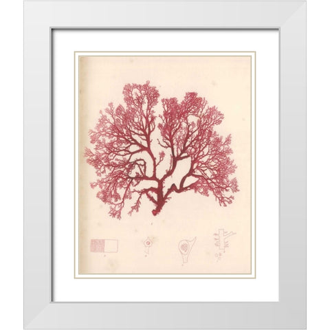 Red Botanical Study I White Modern Wood Framed Art Print with Double Matting by Poloson, Kimberly