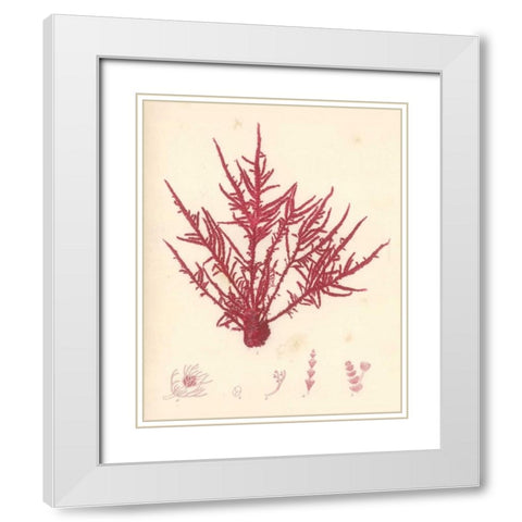 Red Botanical Study II White Modern Wood Framed Art Print with Double Matting by Poloson, Kimberly