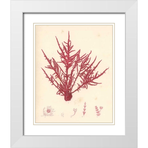 Red Botanical Study II White Modern Wood Framed Art Print with Double Matting by Poloson, Kimberly
