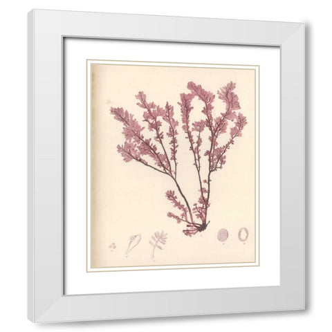 Red Botanical Study III White Modern Wood Framed Art Print with Double Matting by Poloson, Kimberly
