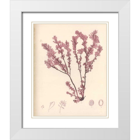 Red Botanical Study III White Modern Wood Framed Art Print with Double Matting by Poloson, Kimberly