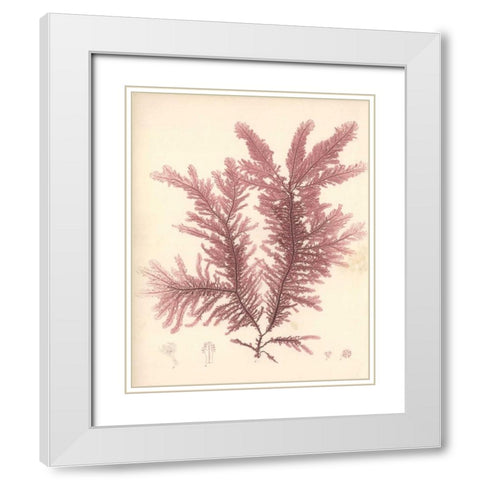 Red Botanical Study IV White Modern Wood Framed Art Print with Double Matting by Poloson, Kimberly