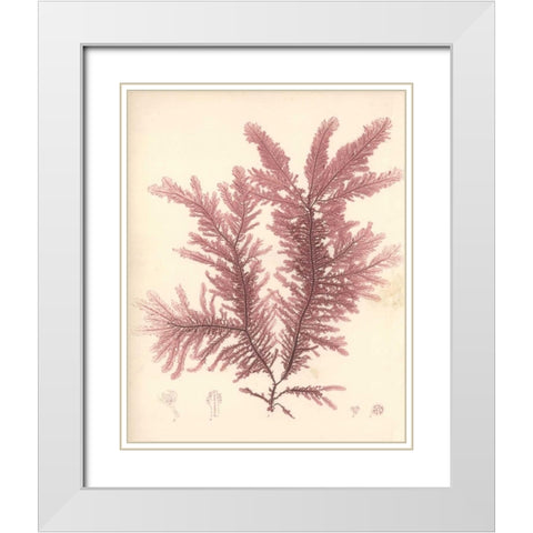 Red Botanical Study IV White Modern Wood Framed Art Print with Double Matting by Poloson, Kimberly