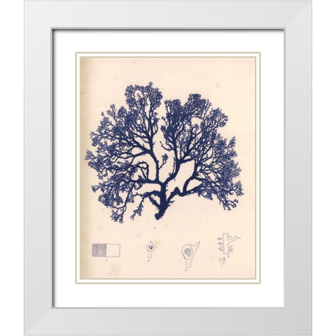 Blue Botanical Study I White Modern Wood Framed Art Print with Double Matting by Poloson, Kimberly