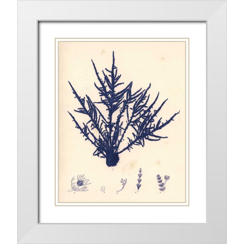 Blue Botanical Study II White Modern Wood Framed Art Print with Double Matting by Poloson, Kimberly