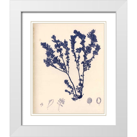 Blue Botanical Study III White Modern Wood Framed Art Print with Double Matting by Poloson, Kimberly