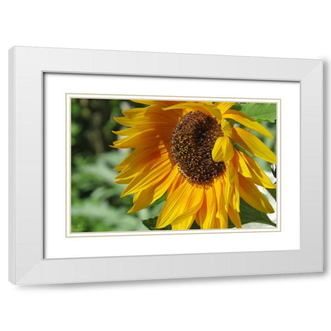 Summer Sunflowers II White Modern Wood Framed Art Print with Double Matting by Williams, Alex