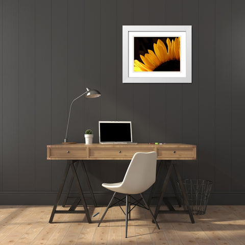 Sunlit Sunflowers III White Modern Wood Framed Art Print with Double Matting by Burkhart, Monika