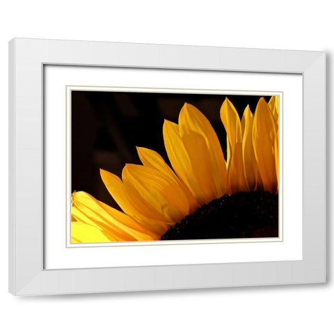 Sunlit Sunflowers III White Modern Wood Framed Art Print with Double Matting by Burkhart, Monika