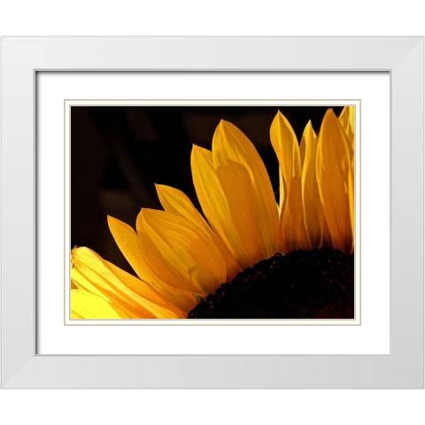 Sunlit Sunflowers III White Modern Wood Framed Art Print with Double Matting by Burkhart, Monika