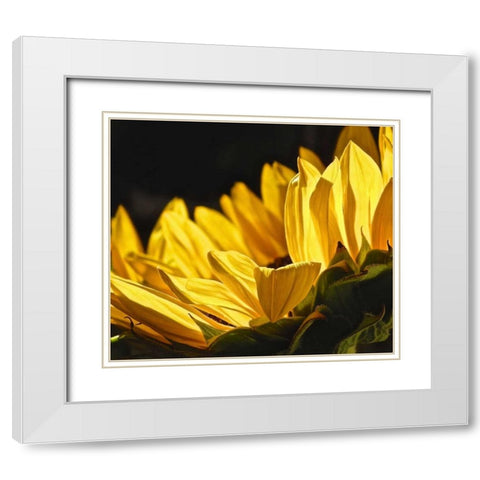 Sunlit Sunflowers IV White Modern Wood Framed Art Print with Double Matting by Burkhart, Monika