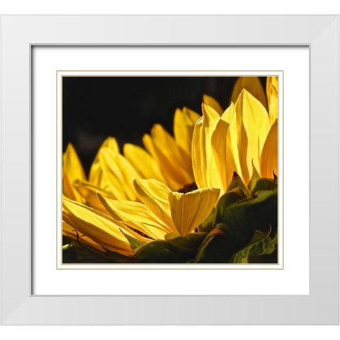 Sunlit Sunflowers IV White Modern Wood Framed Art Print with Double Matting by Burkhart, Monika