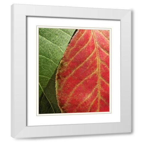 Fall Colors III White Modern Wood Framed Art Print with Double Matting by Burkhart, Monika