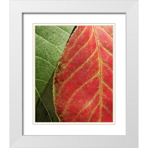 Fall Colors III White Modern Wood Framed Art Print with Double Matting by Burkhart, Monika