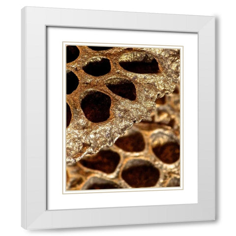 Lotus Pods II White Modern Wood Framed Art Print with Double Matting by Burkhart, Monika