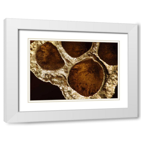 Lotus Pods IV White Modern Wood Framed Art Print with Double Matting by Burkhart, Monika