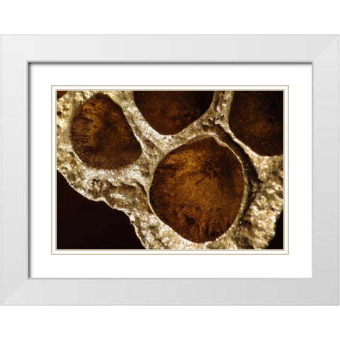 Lotus Pods IV White Modern Wood Framed Art Print with Double Matting by Burkhart, Monika