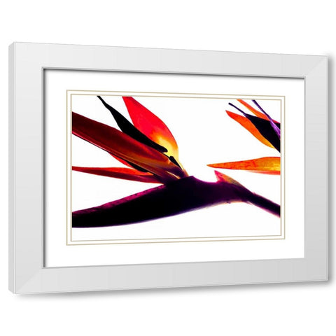 Bird of Paradise I White Modern Wood Framed Art Print with Double Matting by Burkhart, Monika