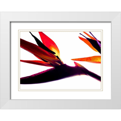 Bird of Paradise I White Modern Wood Framed Art Print with Double Matting by Burkhart, Monika