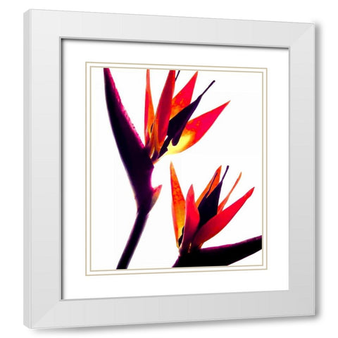 Bird of Paradise IV White Modern Wood Framed Art Print with Double Matting by Burkhart, Monika