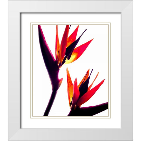 Bird of Paradise IV White Modern Wood Framed Art Print with Double Matting by Burkhart, Monika
