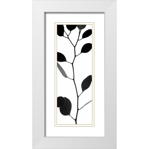 Lunaria Honesty I White Modern Wood Framed Art Print with Double Matting by Burkhart, Monika