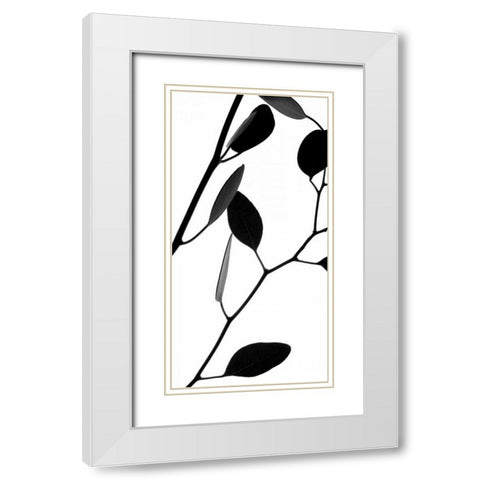 Lunaria Honesty II White Modern Wood Framed Art Print with Double Matting by Burkhart, Monika